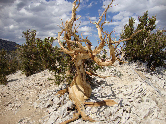 Inyo National Forest